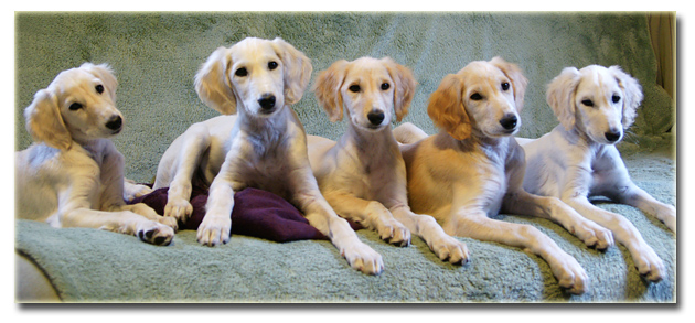 The Legacy litter at eight weeks!