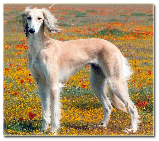 Mirage in the poppies!