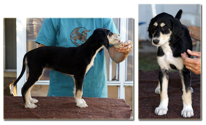 Puppy Summer at 7 weeks!